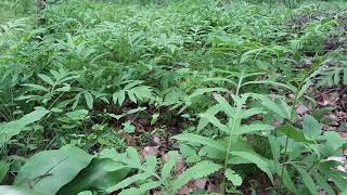 Sensitive Fern (Onoclea sensibilis)