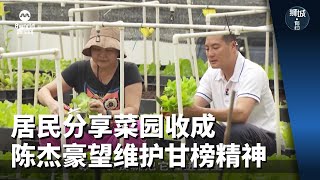 狮城有约 | 议员也一样：居民分享菜园收成 陈杰豪望维护甘榜精神