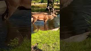 Roaring Whilst Paddling #reddeer #animalsounds #shorts