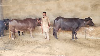 94631,67631 ਬਾਈ ਕੋਲ 4 ਮੱਝਾਂ ਵਿਕਾਊ ਹਨ भैस बिकाऊ buffalo sale 🐃 👌 💯 🙏 #trending