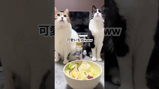 最後のぬこパンチ謎すぎるw #猫 #猫のいる暮らし #にゃんこ #ねこ