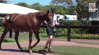 2017 Inglis Classic Mossman x Elan Grenadine - Robert Smerdon