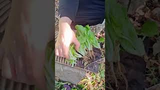 RT 8120381189 mini rotary tillage and ridging all-in one tree #shorts #vegetables  #satisfying #fyp