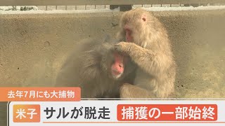 湊山公園のサルがまた脱走　逃げた先は…車通りの多い道路沿いの側溝