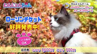 わんにゃんドーム2021　2021年2月20日（土）・21日（日）開催！［ねこちゃんバージョン］