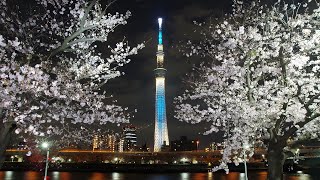 東京スカイツリー　ライトアップ　粋　☆　築山シンボル　夫婦桜　　　隅田公園　台東区 浅草　　夜桜　ソメイヨシノ　♪　Asakusa Cherry Blossoms  2022