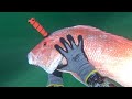 Spearfishing after the Huge Cubera Throwdown... Chill Oil Rig Snapper Spearfishing Run CCC