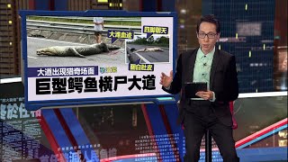 超猎奇！到底发生了什么事？ 巨型鳄鱼横尸大道 | 新闻报报看 25/12/2024