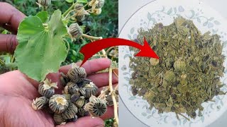 अतिबला का पौधा एक ताकतवर जड़ीबूटी है।Atibala ke fayde aur Nuskhe /Abutilon indicum