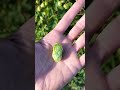 🍺 Harvesting Hop!