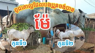 មេគោមួយនេះលំដាប់ផែនហើយអោយកូនល្អៗណាស់ This cow is in order and gives very good offspring#mathsaly