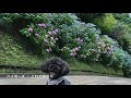 toypoodle popo トイプードルポポ 梅雨の紫陽花祭 ^｡^