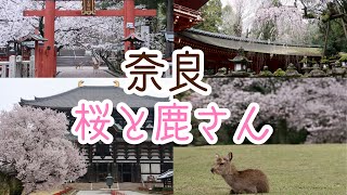 #56【桜満開】氷室神社・東大寺・春日大社・飛火野で桜巡り