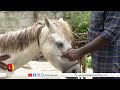 കൊല്ലത്ത് വീണ്ടും കുതിരക്ക് ഉണ്ണി പിറന്നു kollam horse kairali news