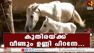 കൊല്ലത്ത് വീണ്ടും കുതിരക്ക് ഉണ്ണി പിറന്നു | Kollam | Horse | Kairali News