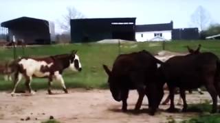 Cute Donkey Mating