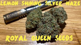 Lemon Shining Silver Haze From Royal Queen Seeds Review UK.