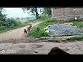 desi dog fight।।। ଦେଶୀ କୁକୁର ଲଢେଇ।।। indian dog fight।।। dengerous fight desi dog ।।।