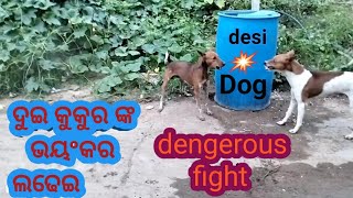 desi dog fight।।। ଦେଶୀ କୁକୁର ଲଢେଇ।।। indian dog fight।।। dengerous fight desi dog ।।।