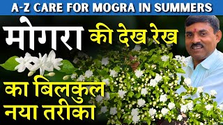 मोगरा की देख रेख का बिलकुल नया तरीका || A-Z CARE FOR MOGRA IN SUMMERS