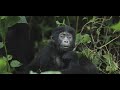 The Ultimate Gorilla Trekking Safari Experience