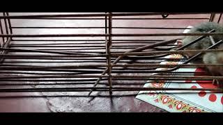 ମୂଷା ଫସିଗଲା ଯନ୍ତା ଭିତରେ 🐁 Rat coming for home rat problem ମୂଷା ଗପ ମୂଷା ଆଉ ଠେକୁଆ ଗପ  ଛୁଆ ଙ୍କ ଗପ