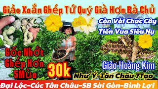 24/12☎️0979370704☎️🌲MAI VÀNG CHƠI TẾT GIÁ RẺ🌲tiến vua siêu nụ-giảo hoàng kim-Như ý-xả 30k-SB Sài Gòn