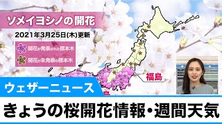 きょうの桜開花情報・週間天気