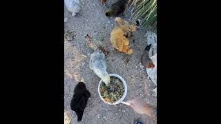 Afternoon Chicken Feeding - Meggle-Chow - 27DEC24