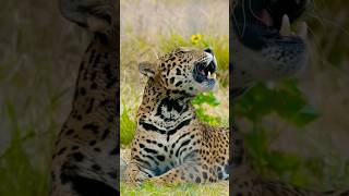 animals  - leopards |🐆| @bbcearth @NatGeo- Big cat | #shorts