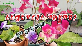 요기죠기꽃구경5탄_스트렙토카르푸스