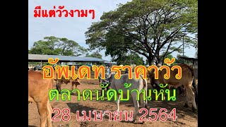 ราคาวัววันนี้ 28 เมษายน 2564  วัวสวย วัวงาม วัวแดง ตลาดบ้านหัน มหาสารคาม