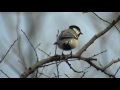 野鳥撮影・ 野鳥動画・シジュウカラの鳴き声 japanese tit 4k