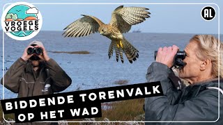 Vogeltrek op de Wadden | TV | Vroege Vogels