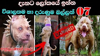 දැනට ලෝකයේ ඉන්න විශාලතම හා දරුණුම බල්ලන් 07  Top 7 most dangerous dog in the world