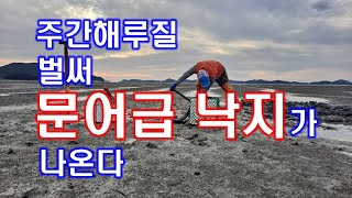 주간해루질 벌써 문어급 낙지가 나온다