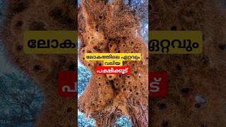 ലോകത്തിലെ ഏറ്റവും വലിയ പക്ഷിക്കൂട് | Sociable Weaver Facts Malayalam #shorts #shortsfeed #birds