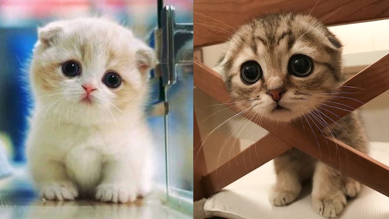 Watch These Cats Cute Videos And Let Your Heart Melt