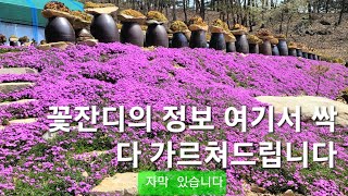 꽃잔디의 정보 여기서 가르쳐드립니다