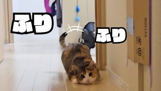 お尻ふりふりは最強に可愛い猫の動き