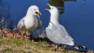 SEAGULL IN LOVE  ❤️❤️ ROMSDALSMUSET MOLDE NORWAY