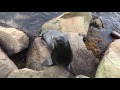 diving the san carlos beach breakwater in monterey