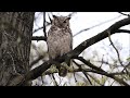 great horned owl warning barks