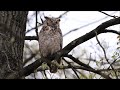 great horned owl warning barks