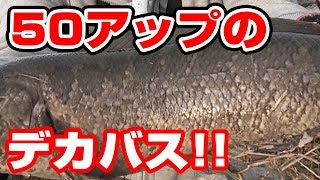 11月上旬、【バス釣り】１１月の琵琶湖で５０アップのデカバスが釣れた!!モガミバイブ