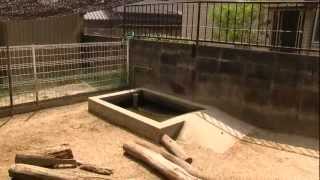 カピバラ　（池田動物園篇）地元の動物園