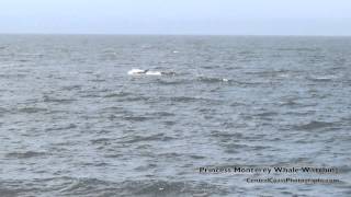 Orcas Hunting Gray Whale Calf Monterey Bay