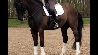 SOLD www.sporthorses-online.com 2006 St Georges gelding 16.3 hh