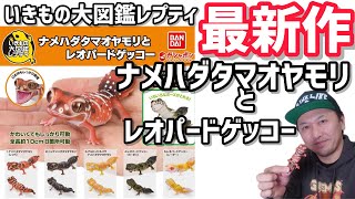 【ガチャガチャ】いきもの大図鑑レプティ『ナメハダタマオヤモリとレオパードゲッコー』【最新作】開封\u0026レビューします。【＠BANDAI】#Capsuletoys