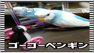 ゴーゴーペンギンが大好きなセキセイインコ